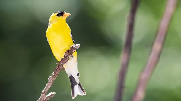 Amerikkalainen Goldfinch Lepää Puun Oksalla — kuvapankkivalokuva