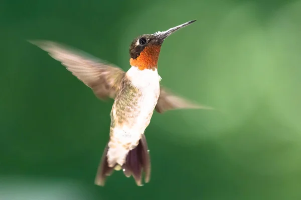 Ruby Throated Koliber Unoszący Się Zielonym Lesie — Zdjęcie stockowe