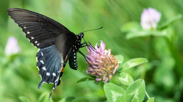 Spicebush Swallowtail Fjäril Smuttar Nektar Från Boende Blomma — Stockfoto