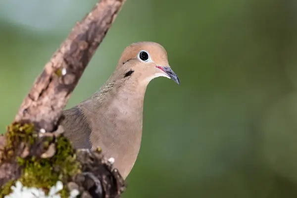 Close Profile Mourning Dove While Perched Branch — Stock Photo, Image