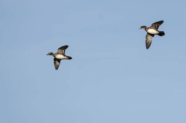 Par Patos Madera Volando Cielo Azul — Foto de Stock