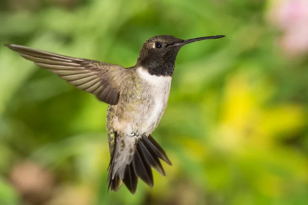 Colibri Tête Noire Recherche Nectar Dans Jardin Vert — Photo