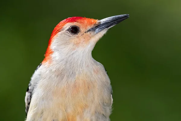 Pájaro Carpintero Vientre Rojo Encaramado Una Rama Árbol —  Fotos de Stock