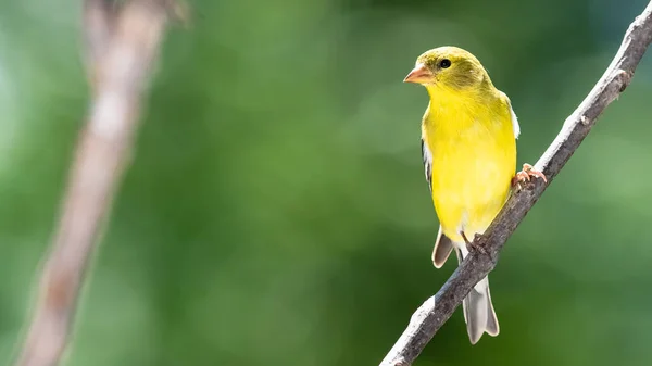 American Goldfinch Resting Tree Branch — Stock Photo, Image