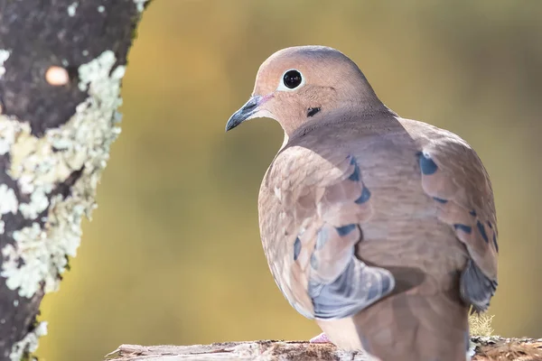 Profil Över Sörjande Duva Uppflugen Gren — Stockfoto