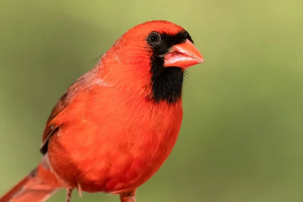 Profil Cardinal Nordique Perché Sur Une Branche Arbre — Photo