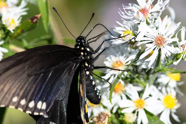 Spicebush Swallowtail Fjäril Smuttar Nektar Från Boende Blomma — Stockfoto