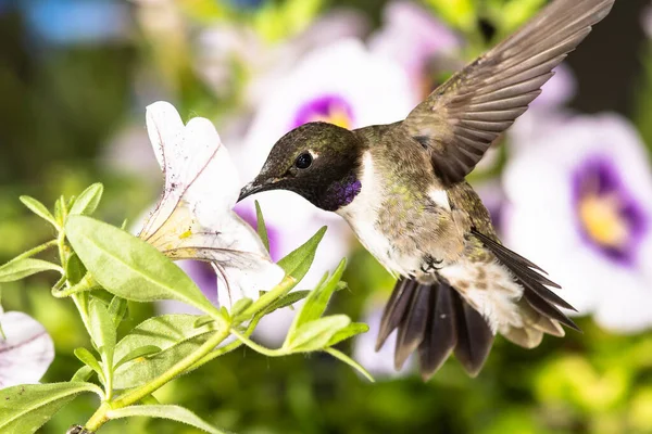 Colibrí Negro Chinned Buscando Néctar Entre Las Flores Violetas Imagen De Stock