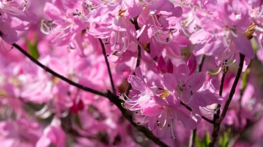 Güzel Azalea Mavi Tepe Yolu boyunca çiçek açıyor.