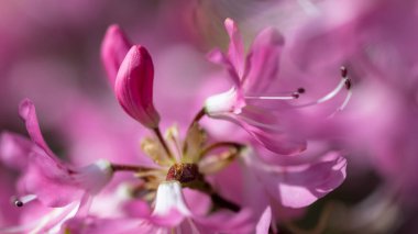 Güzel Azalea Mavi Tepe Yolu boyunca çiçek açıyor.