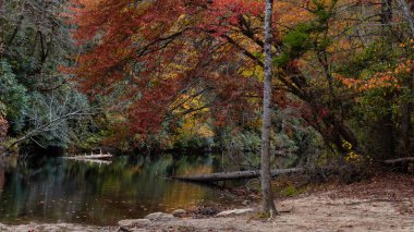 Ferahlatıcı Nehir Güz Ormanının Derinlerinde Saklı