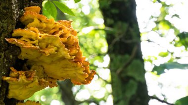 Ormandaki bir ağaçta yetişen mantarın tavuğu.