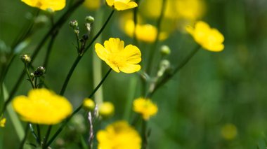 Sarı Düğünçiçeği tarlası Serin Yeşil Çimenlerin arasında mutlu bir şekilde çiçek açıyor