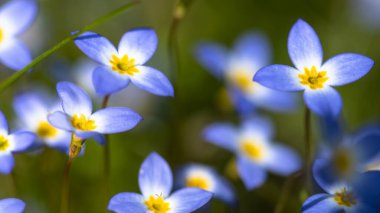 Blue Ridge Parkway 'de Çiçek açan Güzel Bluet Yaması