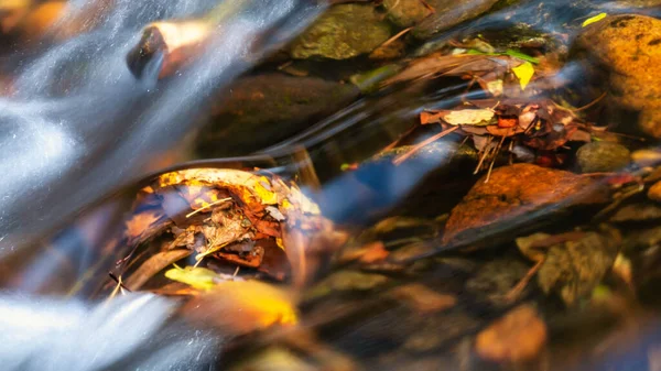 Mokré Listí Pozdní Podzim — Stock fotografie