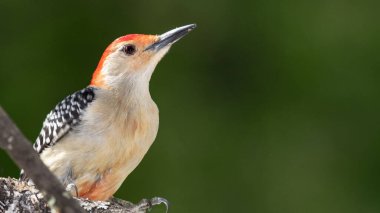 Ağaçta tünemiş Kırmızı Göbekli Ağaçkakan