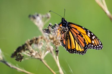 Monarch kelebek kuru çöl çiçeği üzerinde dinlenme