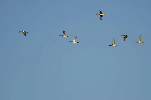 Flock American Wigeon Volando Cielo Azul — Foto de Stock