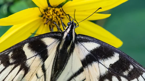 Wschodni Tygrys Jaskółka Motyl Sącząc Nektar Kwiatów Zakwaterowanie — Zdjęcie stockowe