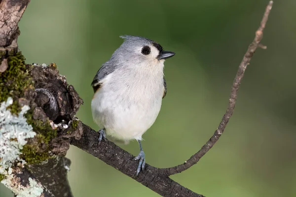 Ciekawy Mały Tufted Titmouse Siched Tree — Zdjęcie stockowe