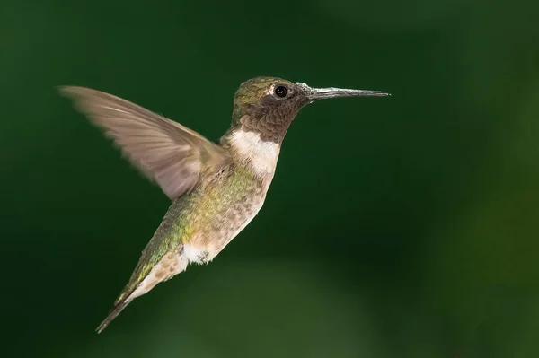 Ruby Throated Hummingbird Svävar Den Gröna Skogen — Stockfoto