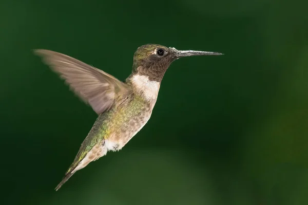 Colibrí Ruby Gargado Revoloteando Bosque Verde —  Fotos de Stock