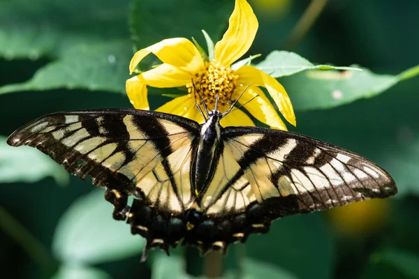 Keleti Tigris Fecskefarkú Pillangó Kortyolgatva Nektár Szállás Virág — Stock Fotó