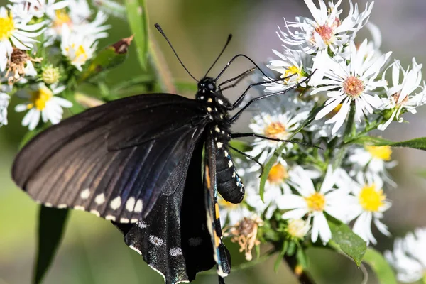 香料灌木燕尾蝶从容纳的花朵中摘取蜜糖 — 图库照片
