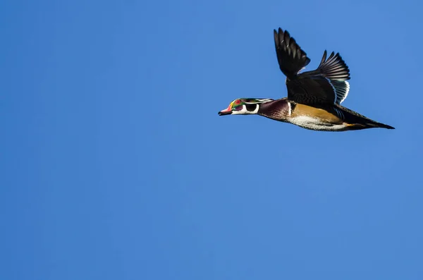 Pato Madeira Voando Céu Azul — Fotografia de Stock