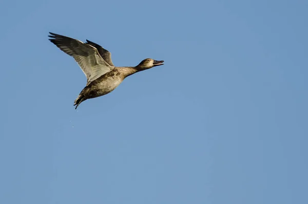 Lone Gadwall Volando Cielo Azul — Foto de Stock