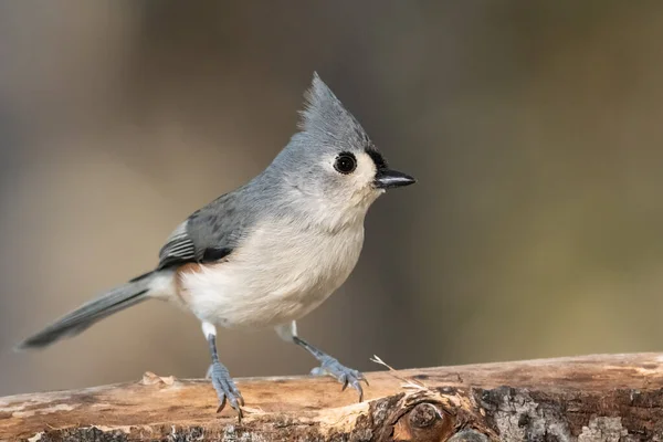 Tufted Titmouse Delicately Een Slender Branch Rechtenvrije Stockfoto's