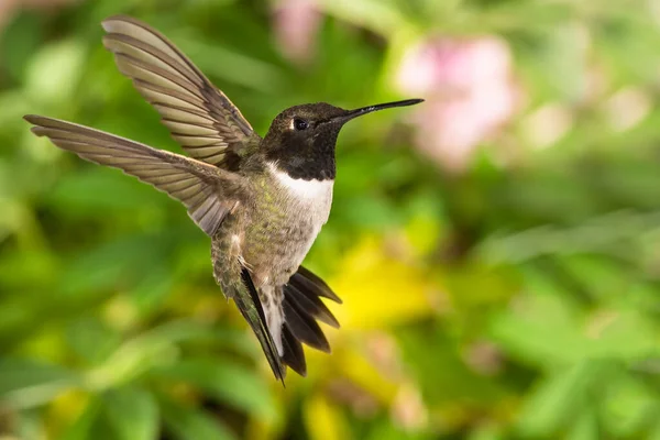 Black Chinned Hummingbird Looking Nectar Green Garden 스톡 사진