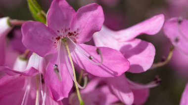Güzel Azalea Mavi Tepe Yolu boyunca çiçek açıyor.