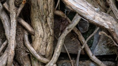 Doğa soyut: Gnarled Weathered Ancient Vines Gizli Taş Duvarı 'na tırmanıyor