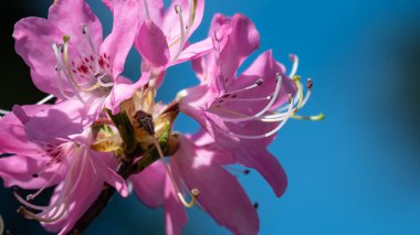 Güzel Azalea Mavi Tepe Yolu boyunca çiçek açıyor.