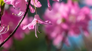 Güzel Azalea Mavi Tepe Yolu boyunca çiçek açıyor.