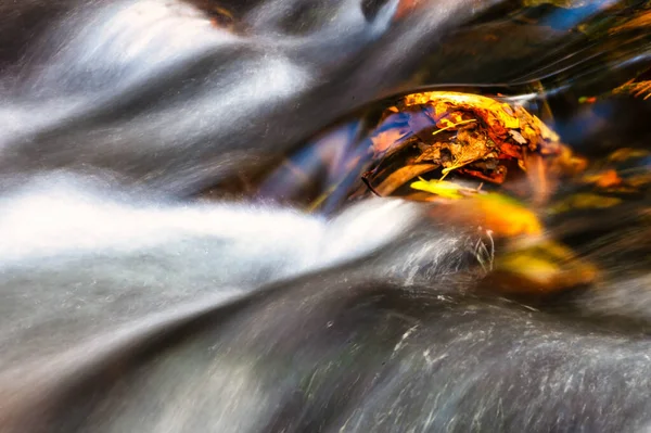 Foglie Bagnate Cadute Nel Tardo Autunno — Foto Stock