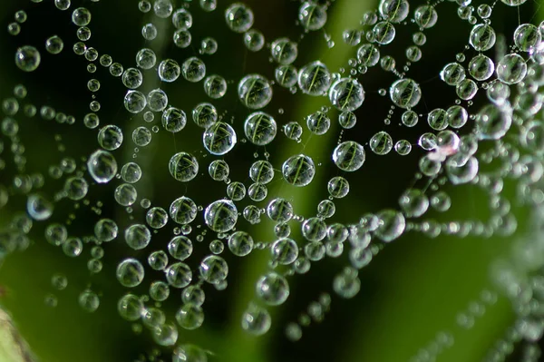 Reflexões Nas Pequenas Gotas Orvalho Agarradas Tranças Uma Teia Aranha — Fotografia de Stock