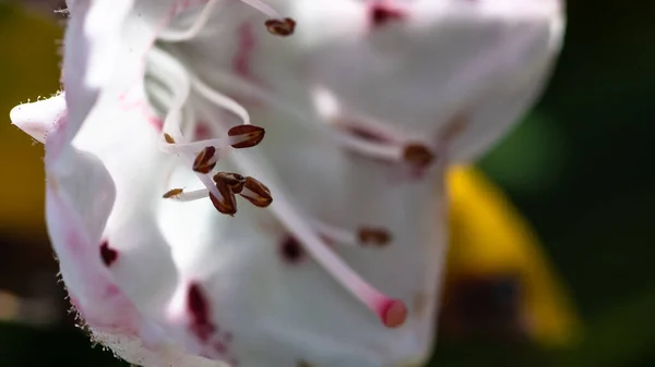 Горный Лавровый Цвет Аппалачах — стоковое фото