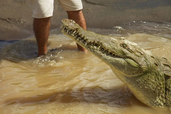 Détail de crocodile avec des jambes humaines en arrière-plan — Photo