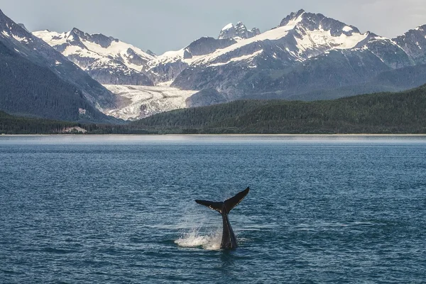 Jorobada bebé en frente del glaciar —  Fotos de Stock