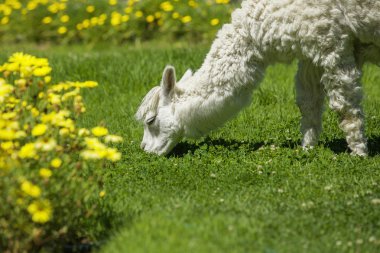 Bebek lama sarı çiçeklerle çevrili çimlerle besleniyor..