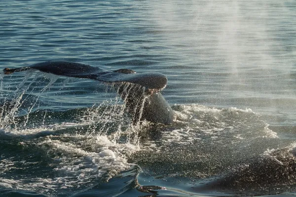 La cola de una ballena jorobada buceando — Foto de Stock