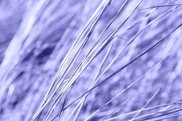 Culoarea Anului 2022 Închide Textura Paie Selectivă Albastru Violet Deschis — Fotografie, imagine de stoc