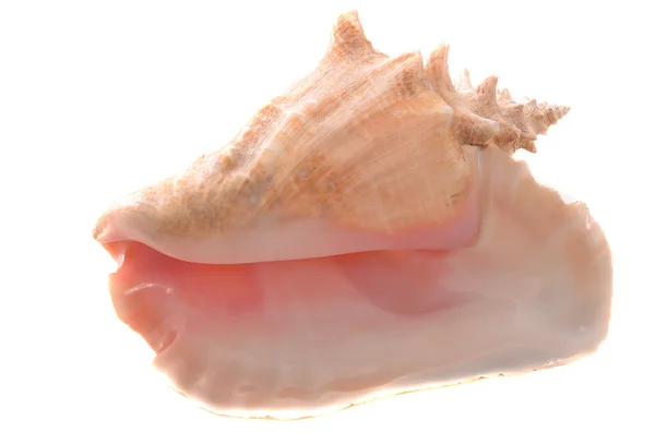 巻き貝の殻 ロイヤリティフリーのストック写真
