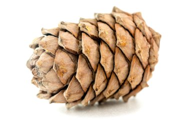 Çam kozalakları beyaz üzerinde izole