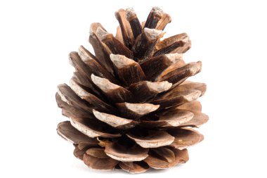 Çam kozalakları beyaz üzerinde izole