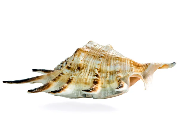 Seashell aislado — Foto de Stock