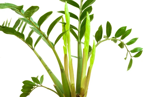 Zamioculcas of dollar boom groeit niet verlaat geïsoleerd op wit — Stockfoto