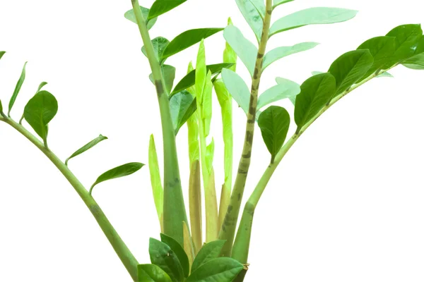 zamioculcas veya Doları ağaç büyüyen izole üzerinde beyaz yaprakları